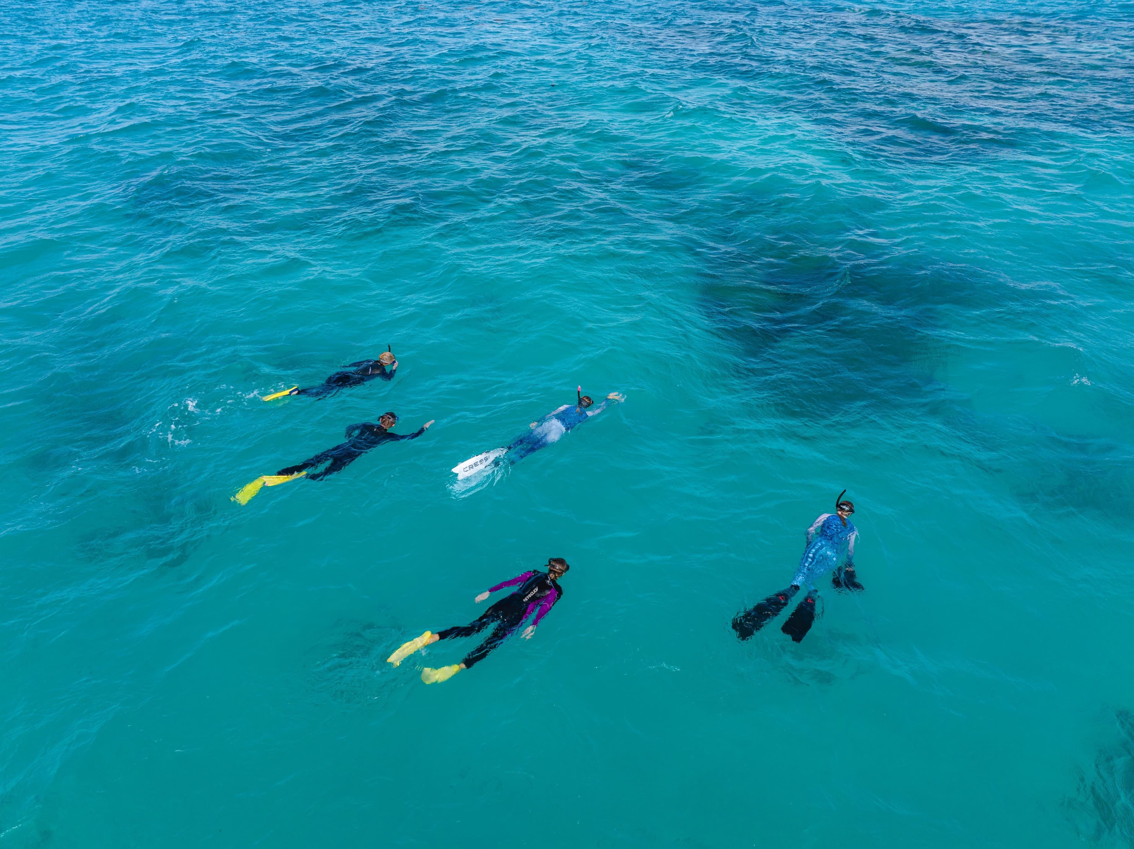Five snorkelers in wetsuits swim in clear turquoise ocean waters, with flippers visible, exploring beneath the surface near a dark coral formation.